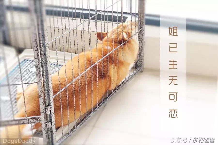 公边牧发情期可以做绝育手术吗,公犬发情期除了绝育还有什么办法