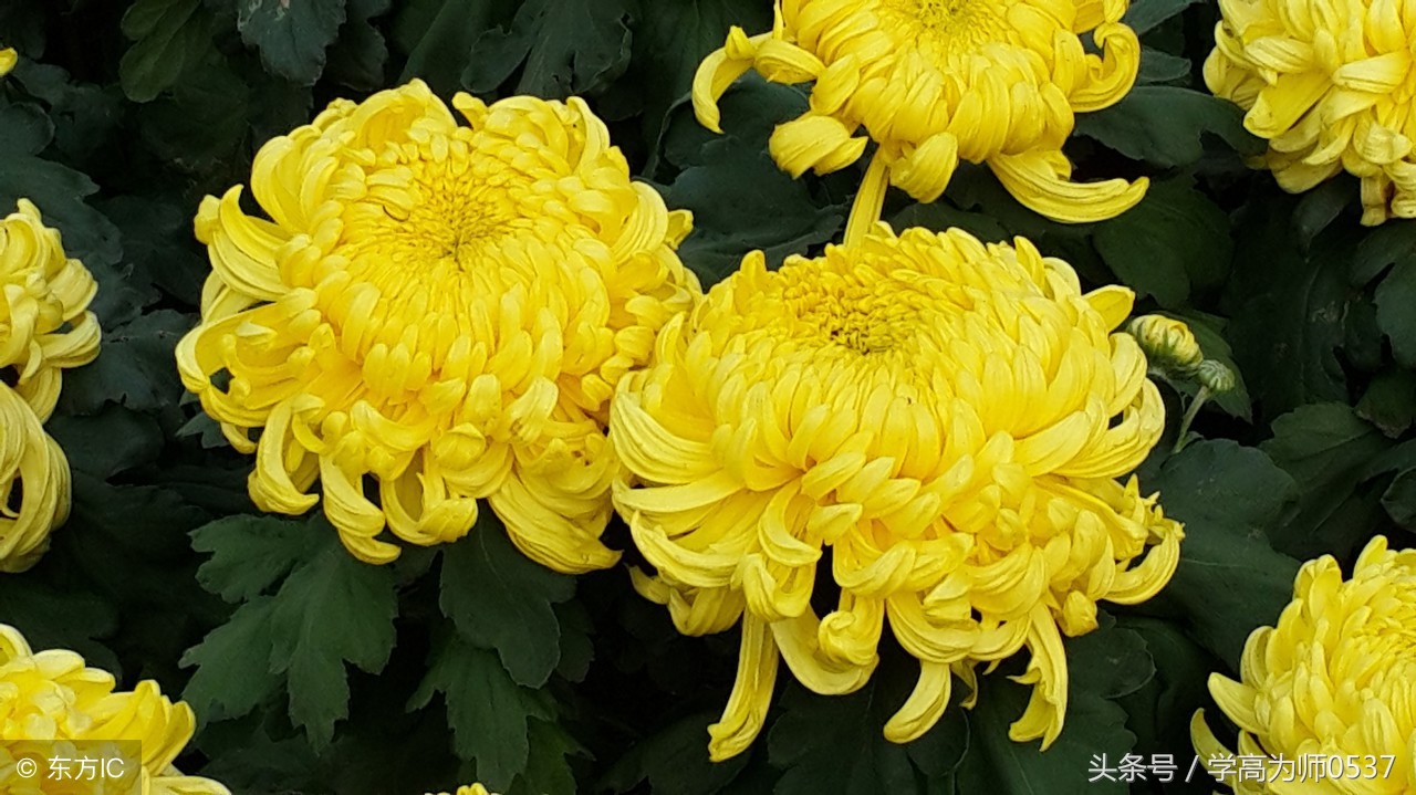 风花雪月小学古诗词各十首,关于春夏秋冬和风花雪月的古诗词