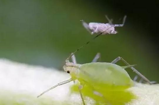 花儿生虫了用什么杀虫好,花儿生虫怎么办打什么药