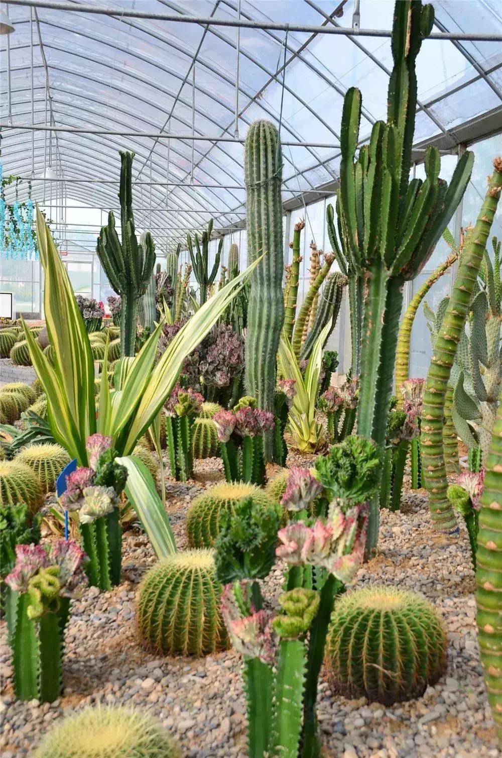 金秋十月走进花海,同心花海金秋旅游节