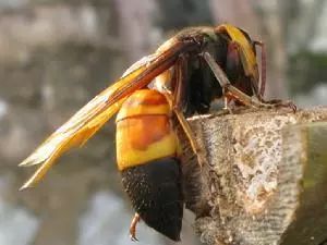 蜂蜇人事件,防胡蜂伤人宣传知识