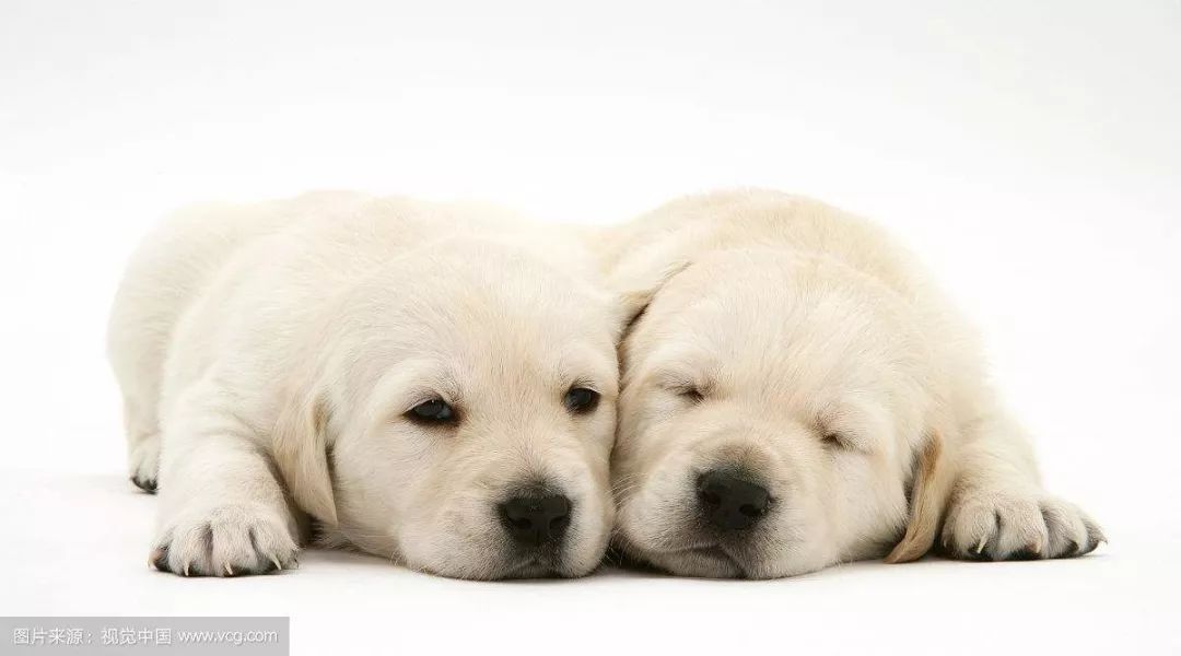 小心！这九大致死原因很容易从铲屎官手上掳走狗子！