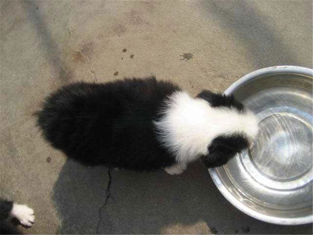 边牧不听话教你几招正确训犬方法,边牧被主人打后记仇吗为什么