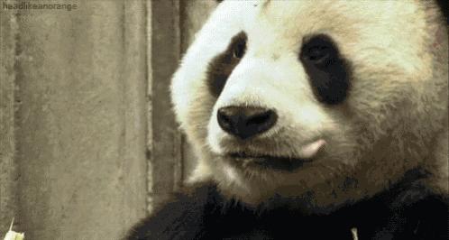 兰州哪里能看大熊猫,兰州能看大熊猫吗