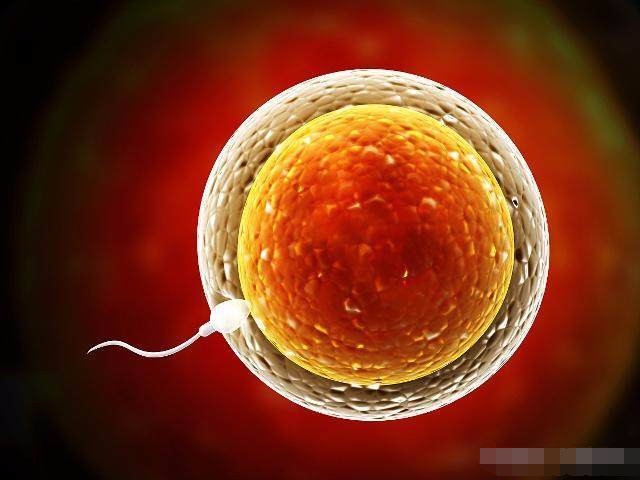 排卵后第10天着床吗,排卵后十天着床