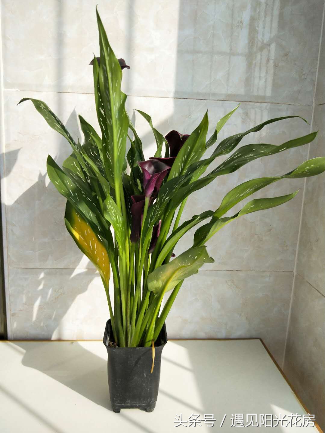 马蹄莲土培怎么养护,马蹄莲的养殖方法和注意事项水培