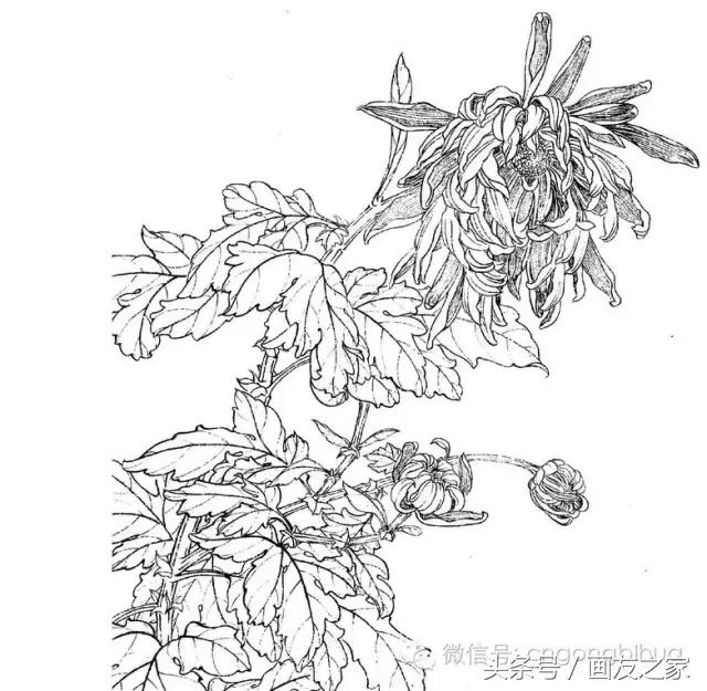 国画工笔菊花的画法视频,线描菊花画谱