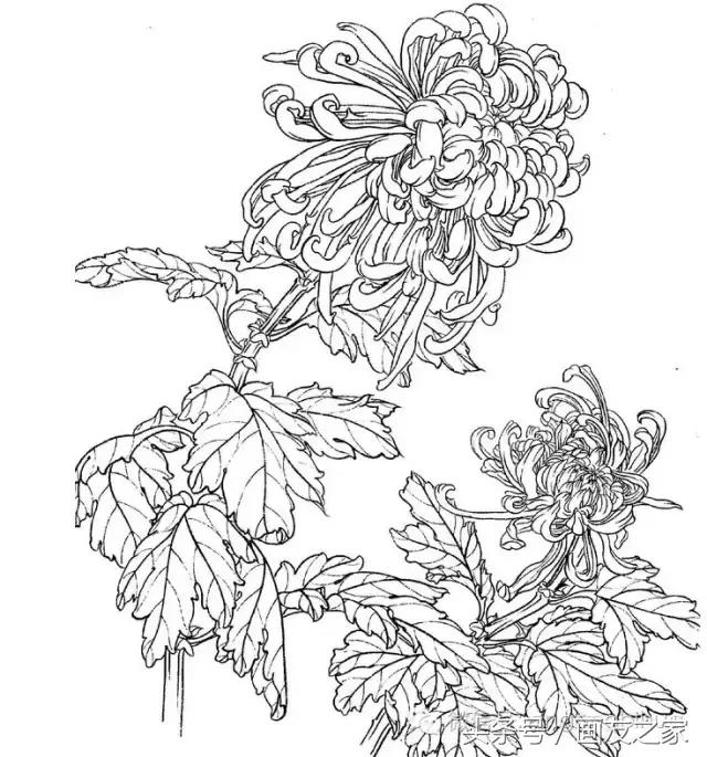 国画工笔菊花的画法视频,线描菊花画谱