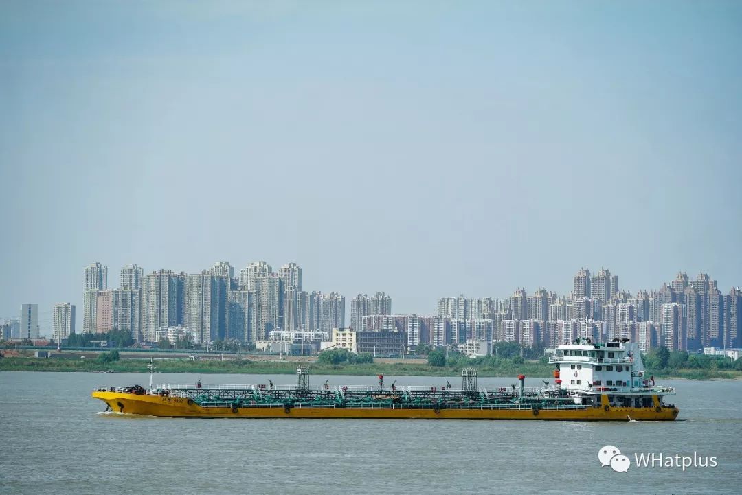 武汉汉口江滩芦苇花,秋高气爽去汉口江滩赏花