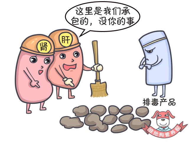 足贴、清肠丸、大麦若叶真的有效吗?揭秘朋友圈9大排毒网红