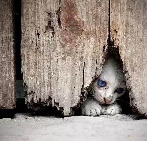 幼猫丢了找回来的巧方法,猫咪丢了怎么办怎么报警