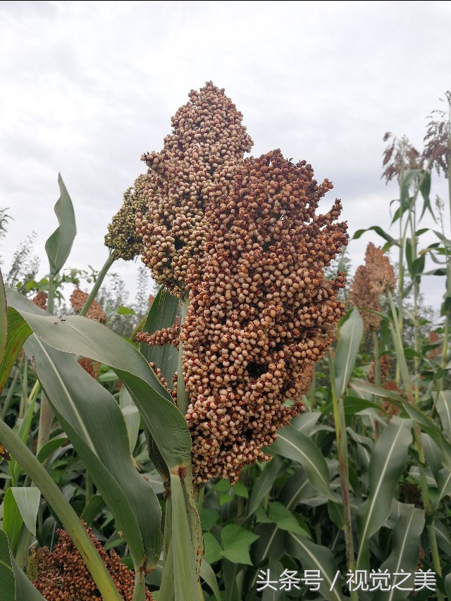 金秋最美的家园,金秋农家院