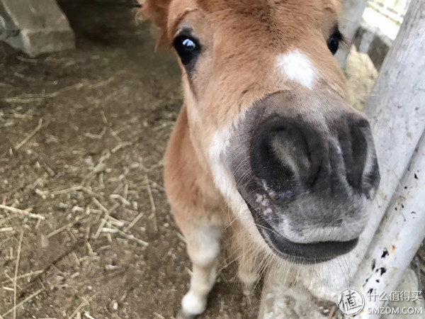 日本东京大阪神户旅游攻略,日本自由行大阪奈良京都