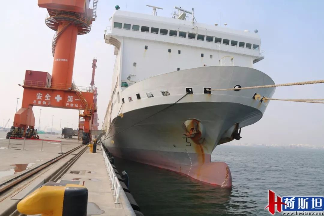 7000头“澳妞儿”登陆天津港创2018荷斯坦奶牛单批进口之最