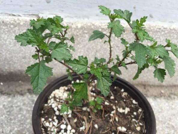 小木槿夏天怎么浇花,冬天小木槿在屋里怎么浇花