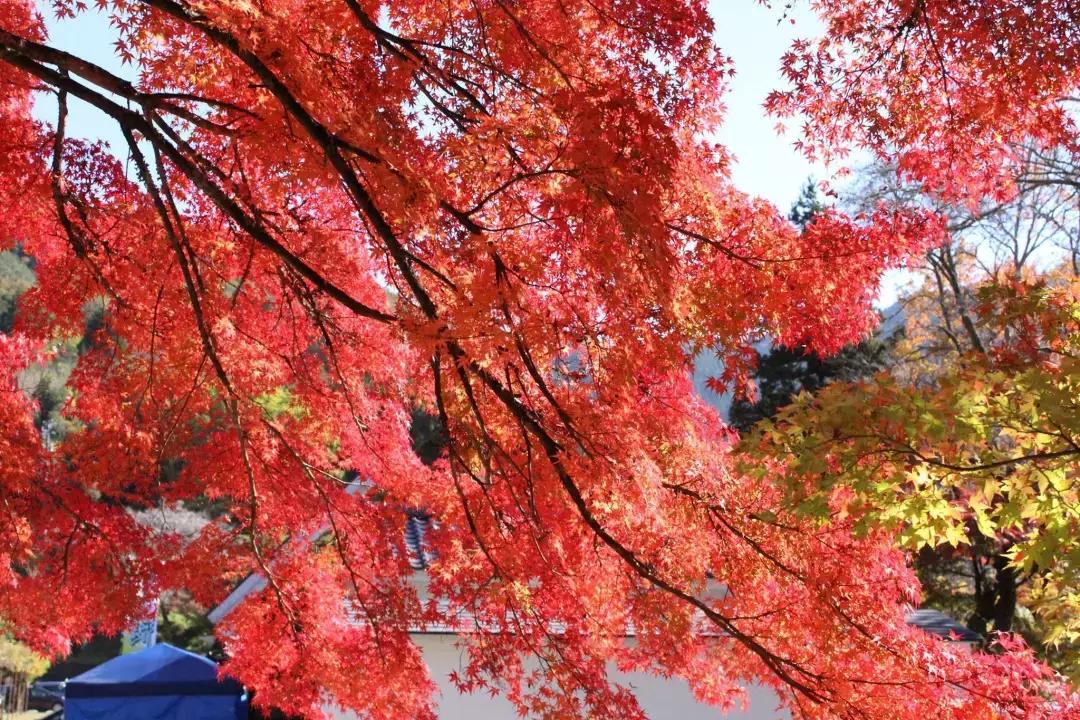 东京名古屋京都,东京大阪名古屋京都