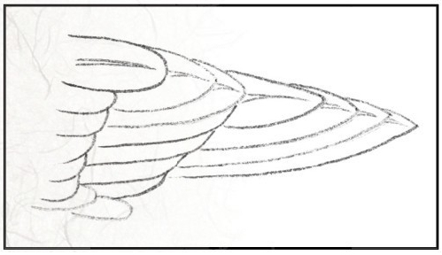 工笔禽鸟技法视频,工笔鸟翅膀画法