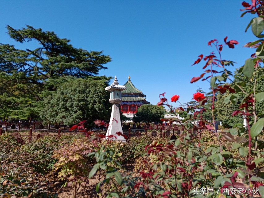 西安兴庆公园合唱团直播,西安兴庆公园歌手