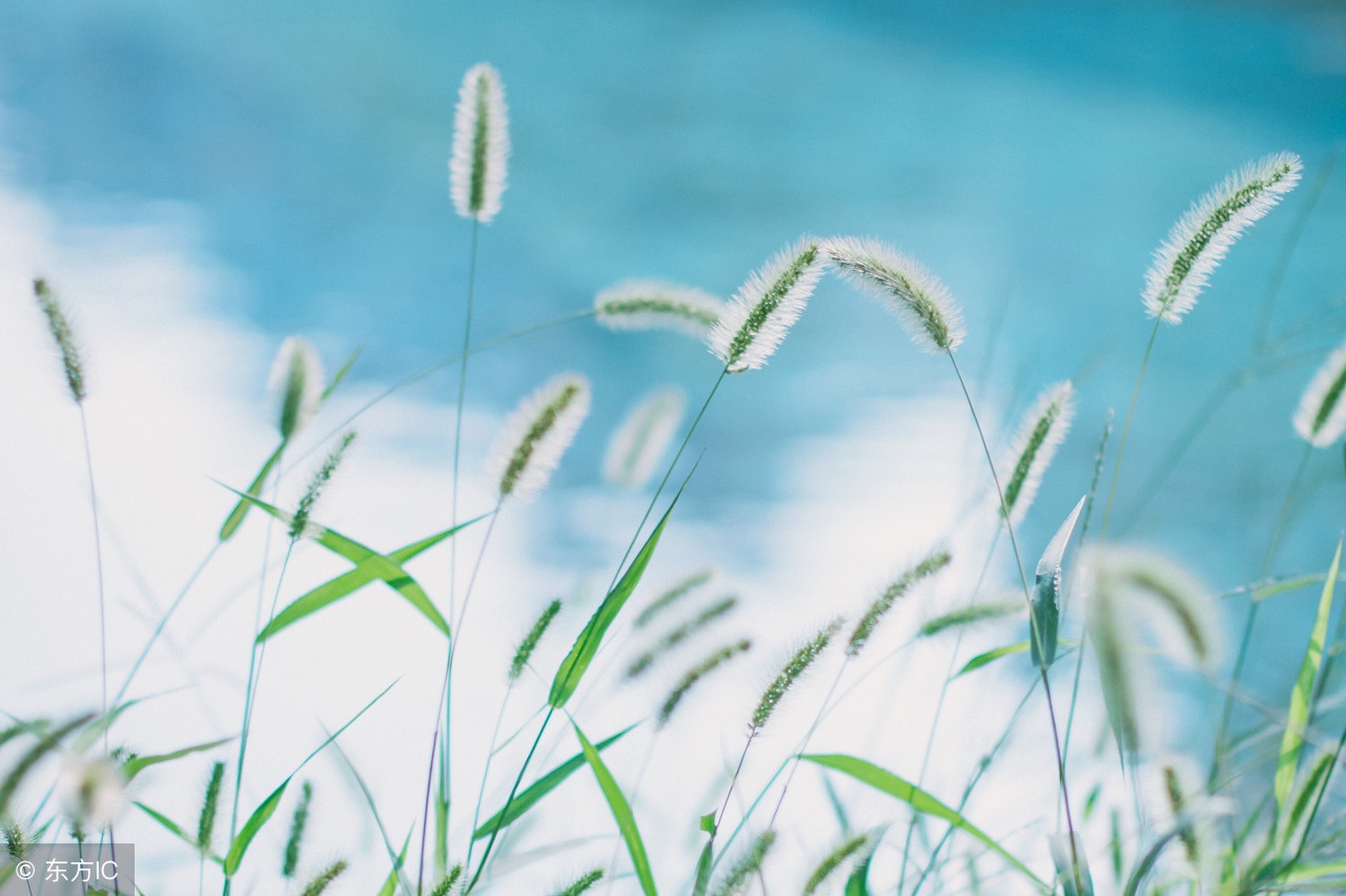 英语感恩美文,英语美文经典