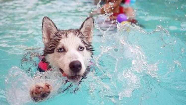 训狗最佳时期几个月,训狗14个基本知识