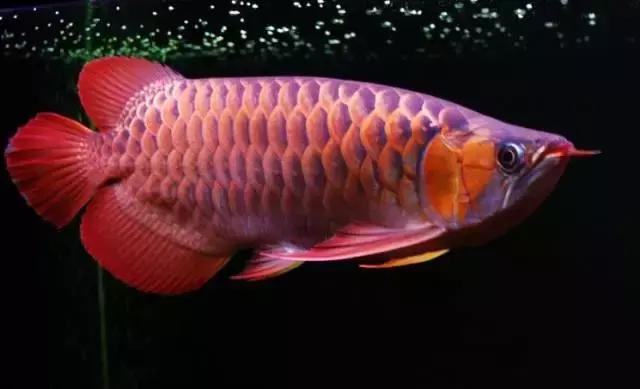 龙鱼怎么鉴别,龙鱼的特征都有哪些