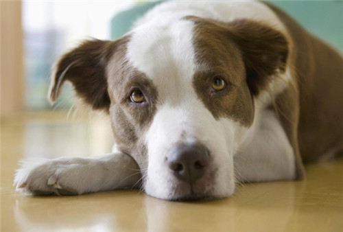 狗狗不喝水会得尿结石吗,狗狗尿结石不爱喝水怎么回事