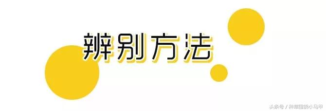 网上代购是真是假,真代购和假代购的区别