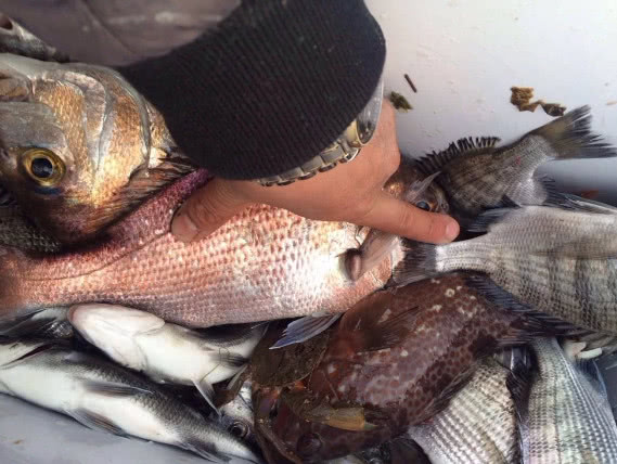 海钓最大的收获,海钓过足瘾