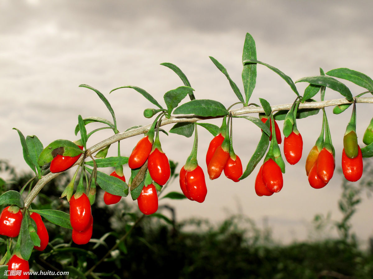 中药枸杞叶什么可替代,枸杞叶瘦肉汤
