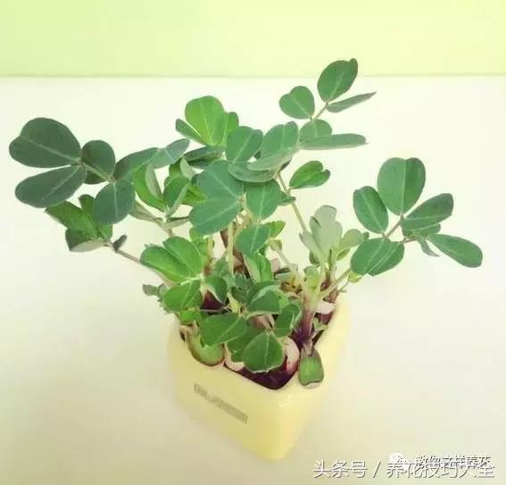 盆栽花生的变化,最好看的盆栽花生