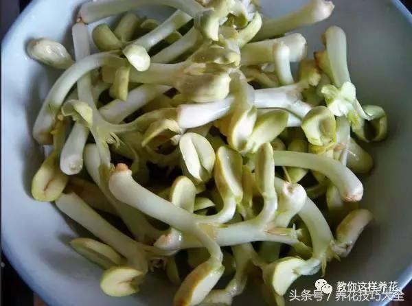 盆栽花生的变化,最好看的盆栽花生