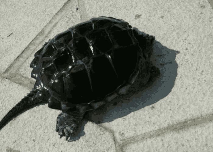 钓鱼钓到外来物种,钓鱼钓到外来入侵物种