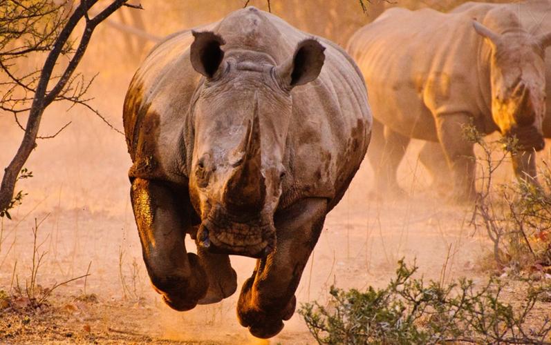 世界上仅存的雄性白犀牛死亡,最后一只北部白犀牛宣告灭绝