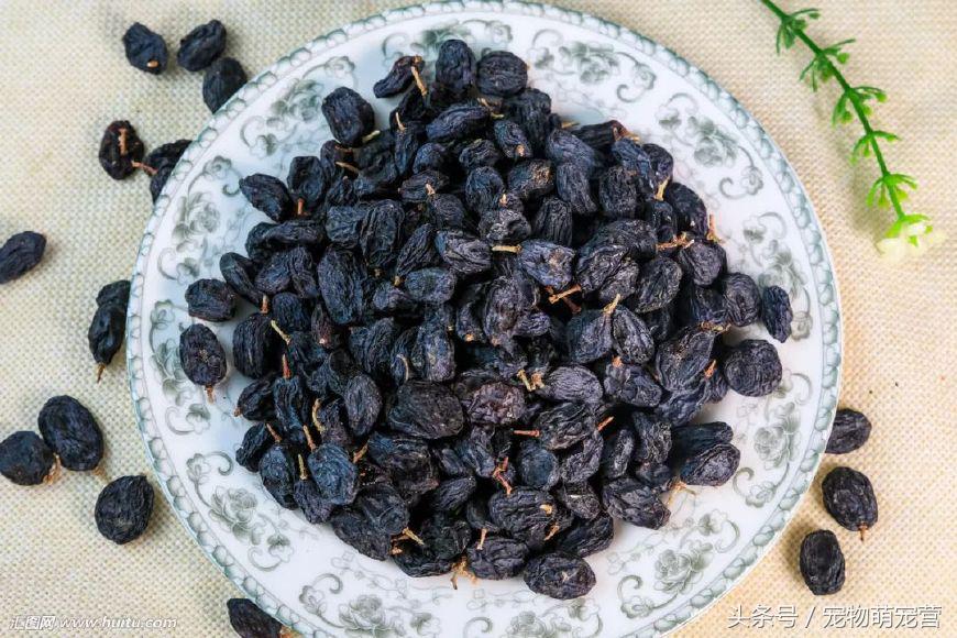 切记这几种食物不宜久放于冰箱,30种狗狗不能吃的食物喂狗误区