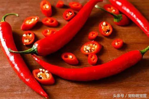 切记这几种食物不宜久放于冰箱,30种狗狗不能吃的食物喂狗误区