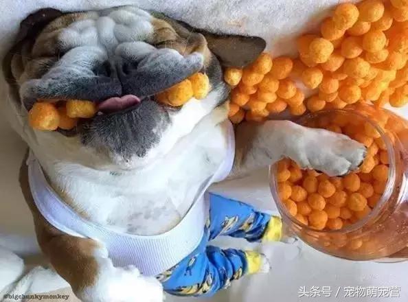 切记这几种食物不宜久放于冰箱,30种狗狗不能吃的食物喂狗误区