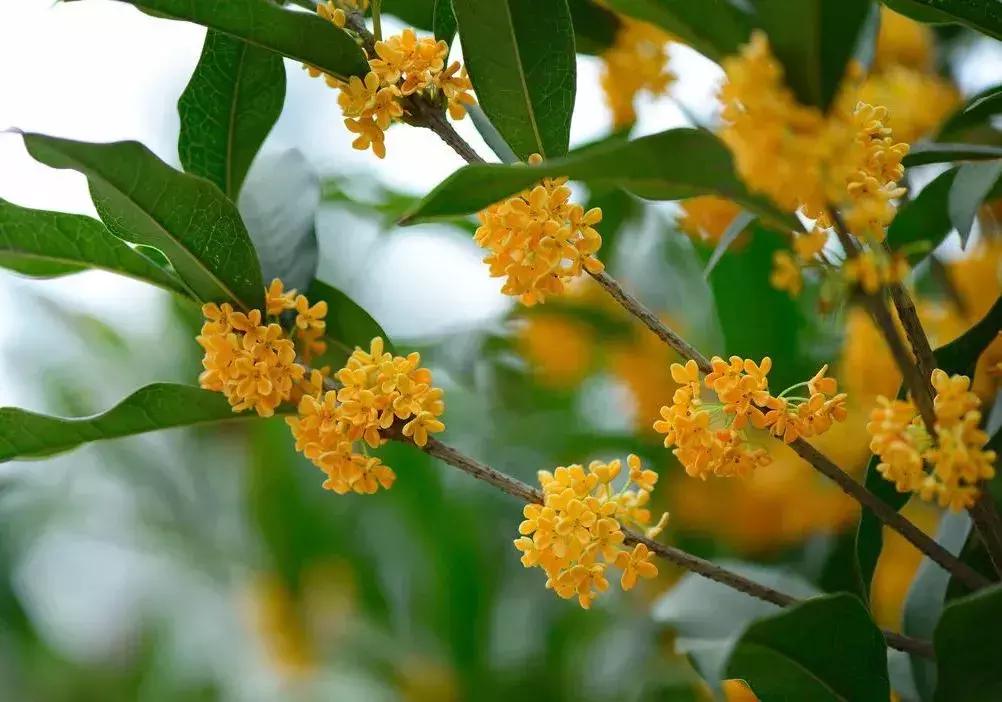 赏桂好去处,金秋赏桂好去处