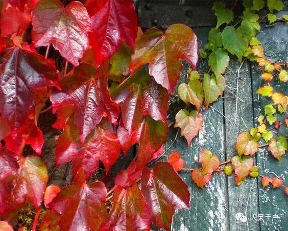 秋天到底是什么颜色的呢,秋天和秋雨是一种什么样的颜色