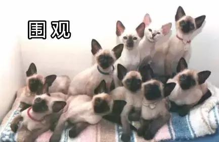 暹罗怎么不变白,暹罗变黑变不回来怎么办