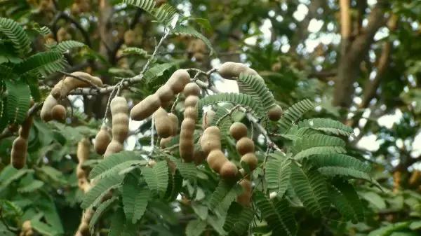 海南人最喜欢吃的食物,海南人吃最多的是什么