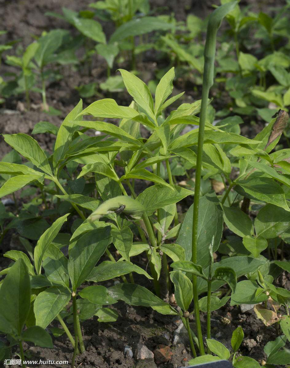 中药材半夏外用,中药材半夏多少钱一斤