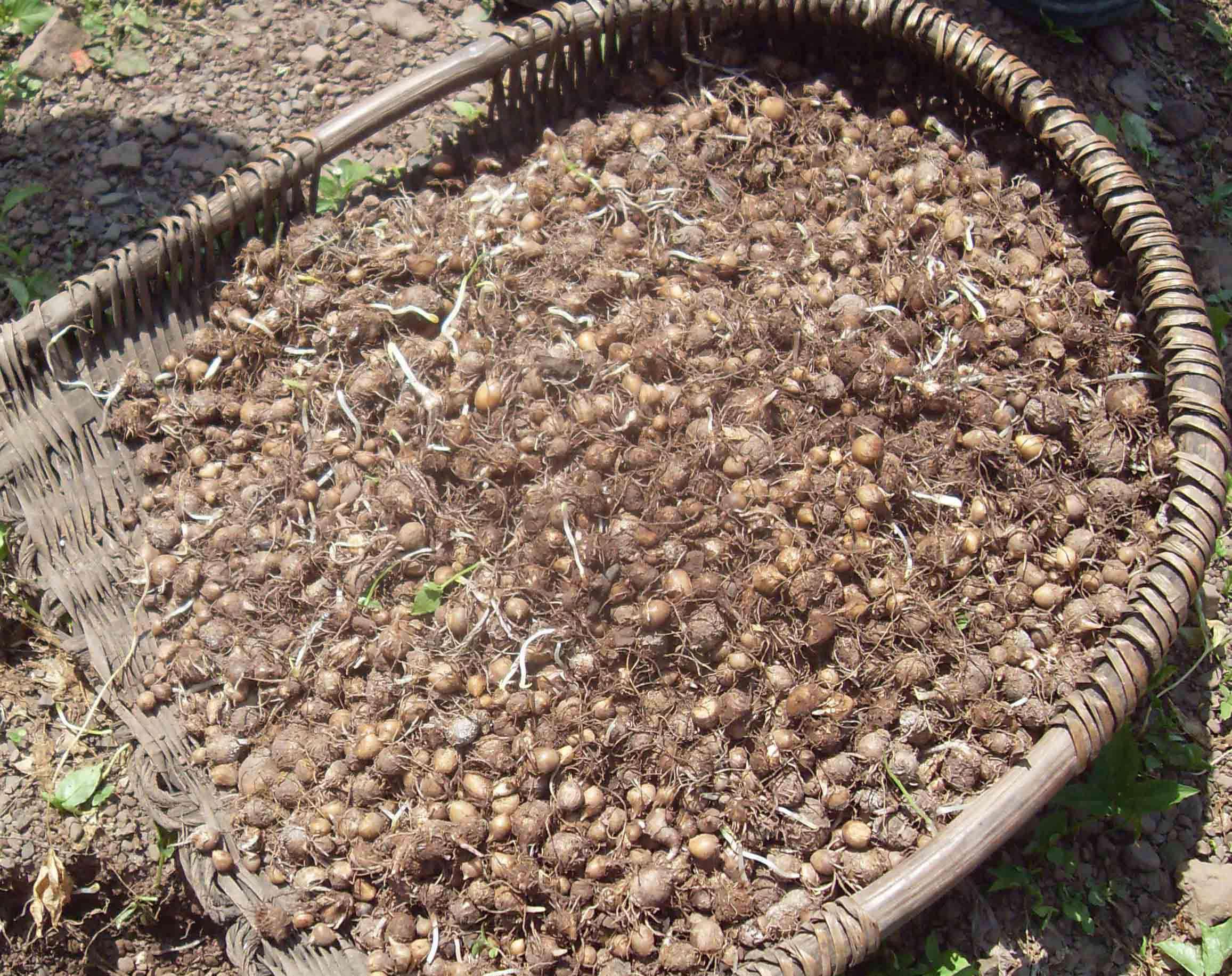 中药材半夏外用,中药材半夏多少钱一斤