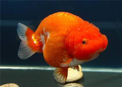兰寿金鱼为什么一定要阳光饲养,兰寿金鱼用什么底砂
