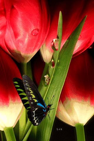 10张会动的照片,11张会动的图片