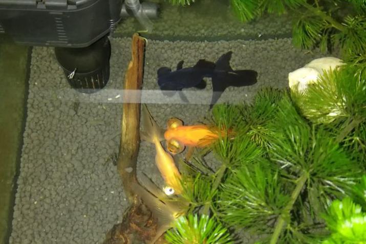 兰寿金鱼为什么一定要阳光饲养,兰寿金鱼用什么底砂