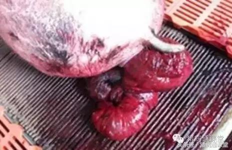 未产仔的母猪子宫脱出怎么办,母猪子宫脱垂
