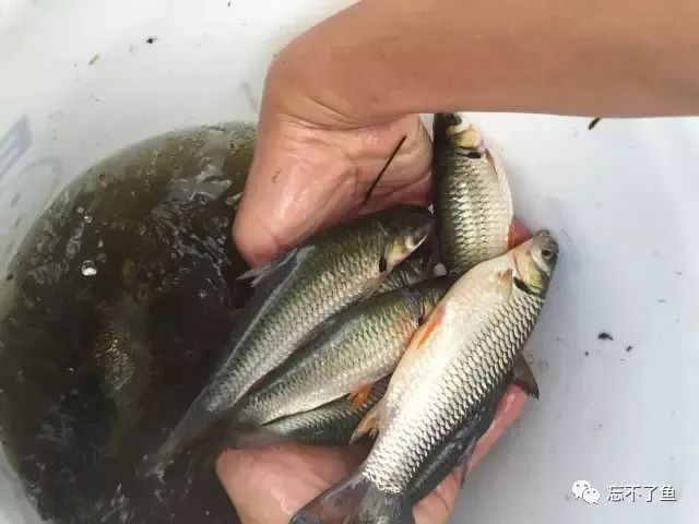 鱼怎么才能知道真假,如何分辨真假白鱼