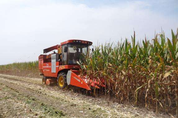 十月份玉米能不能涨价,玉米一年中哪个月最容易涨价