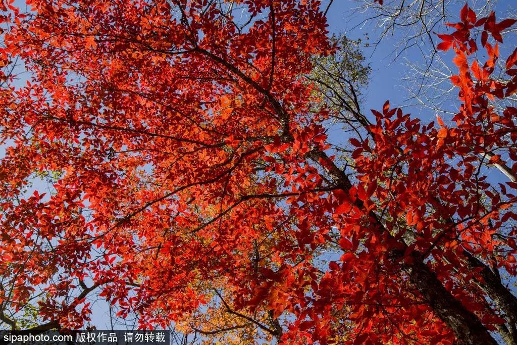 北京这些经典赏红叶地方景美路又顺！