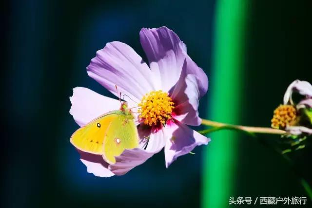 拉萨林芝旅游攻略最新四天三夜,拉萨旅游攻略超详细